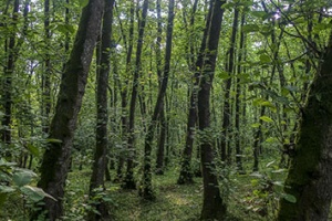 Gisum-forest2