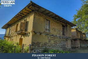 Pisason-forest1