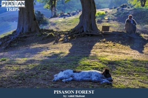 Pisason-forest2
