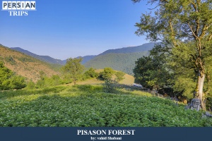 Pisason-forest3