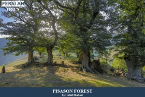 Pisason-forest4