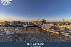 Tiab-wetland9