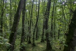 Gisum forest2