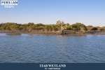 Tiab wetland6
