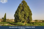 Abarkooh Ancient Cypress Tree1